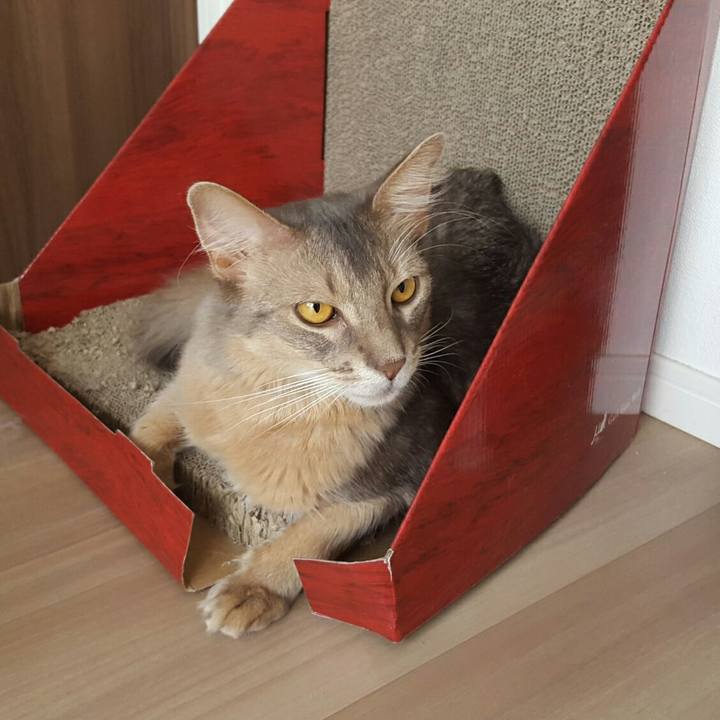 A8504202 94fc 4c1b bc87 af621a5d221a 1532872070680