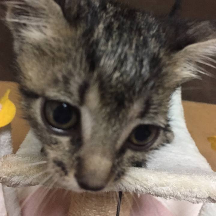 A85257bf f079 4386 a4b1 eb927ea5a23c 1533911151772