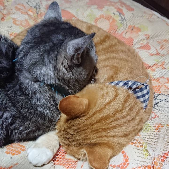 A8546f7b 1c41 4b67 8245 3c7809807416 1574252390754