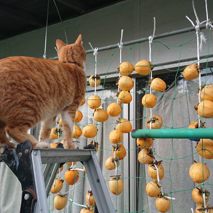 A856bb12 a1c6 4ea9 a497 f436b09708a2 1572158670143