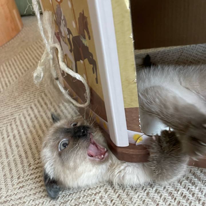 A857fee4 c6c8 4fc7 8b36 4d423f5def97 1687296388314