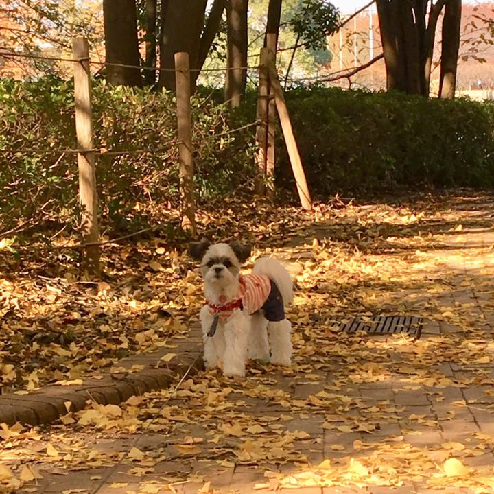 A85a149b bece 4404 b874 2ded1b6567f8 1510036628587