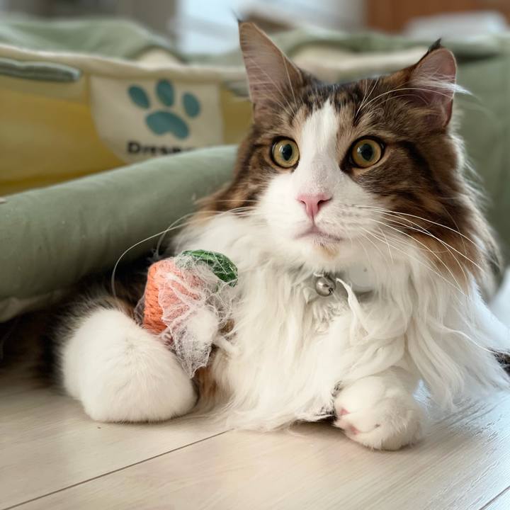 A85c7d74 af4f 4474 af56 e2e587107381 1648848440559