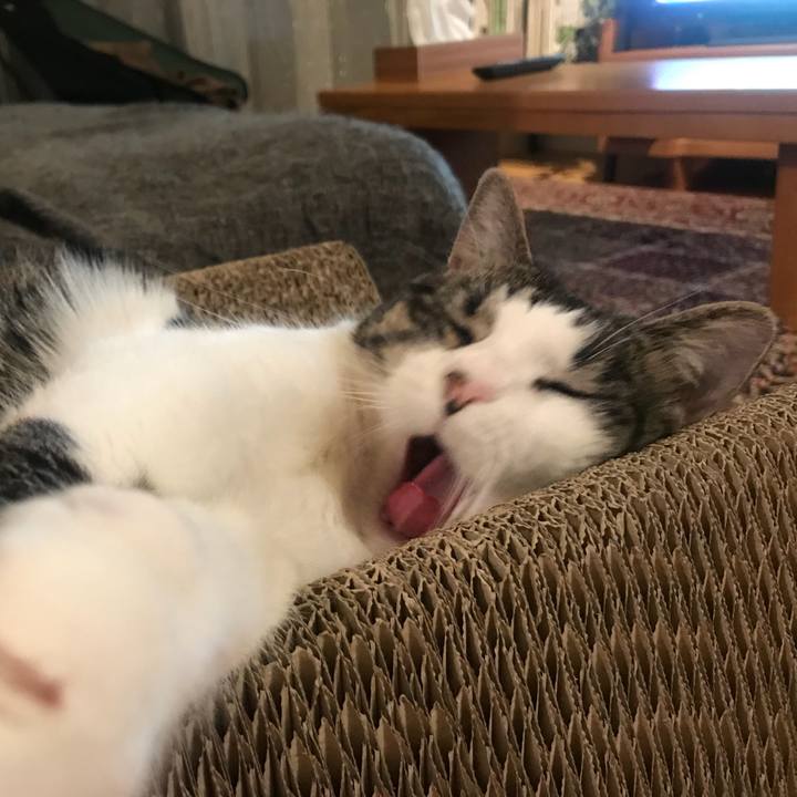 A85d1355 8e57 40dc b633 e1e6c7015237 1534853003794