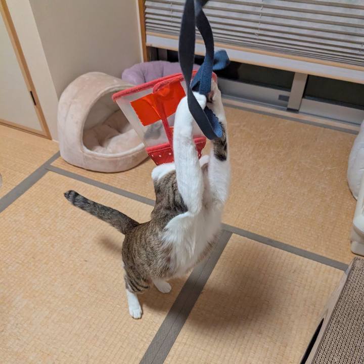 A85dae6a e7ef 4ee4 be89 18d823e50370 1764818321355