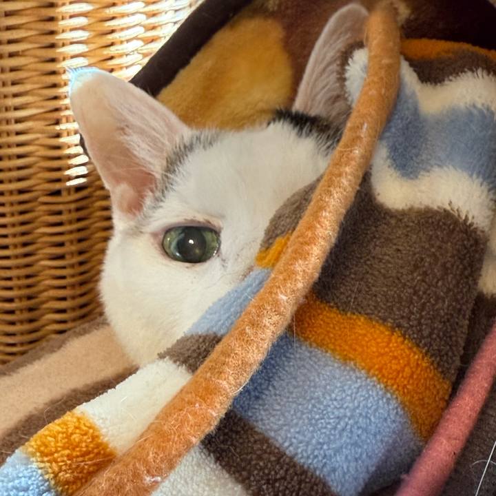 A85e4c72 8e5d 4d4f bcac 80d94f25903c 1766117414949