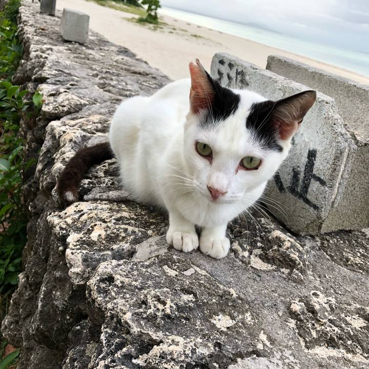 A8600edd 6949 477f b0d2 1ba1e437a05f 1543915225484