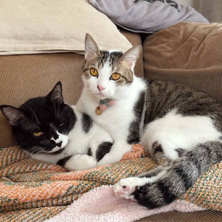 A860290f e941 42db 8220 b1ec70ee646e 1772856402138