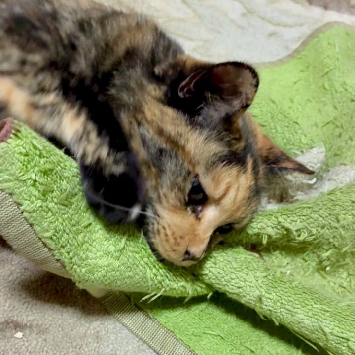 A8606238 0d63 46fe a2d2 ff2a8cae594e 1753567502656