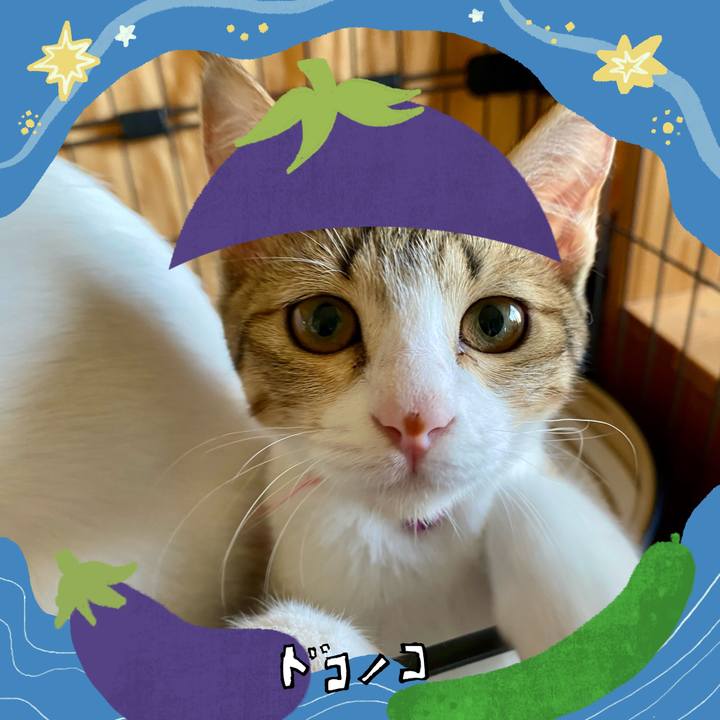 A8611988 6034 419f bc66 5cec70795403 1755128154283