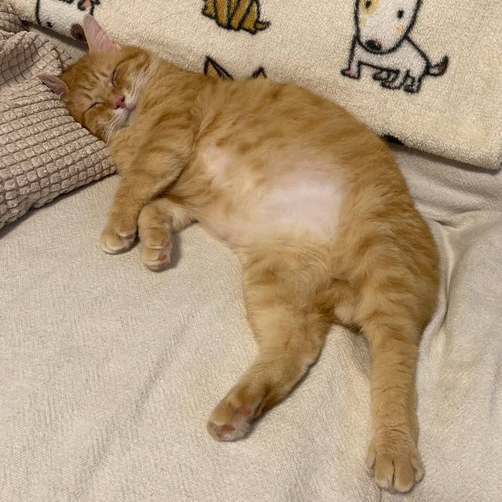 A864c4c6 3604 4bfe a57b 94b8e7043357 1760178206785