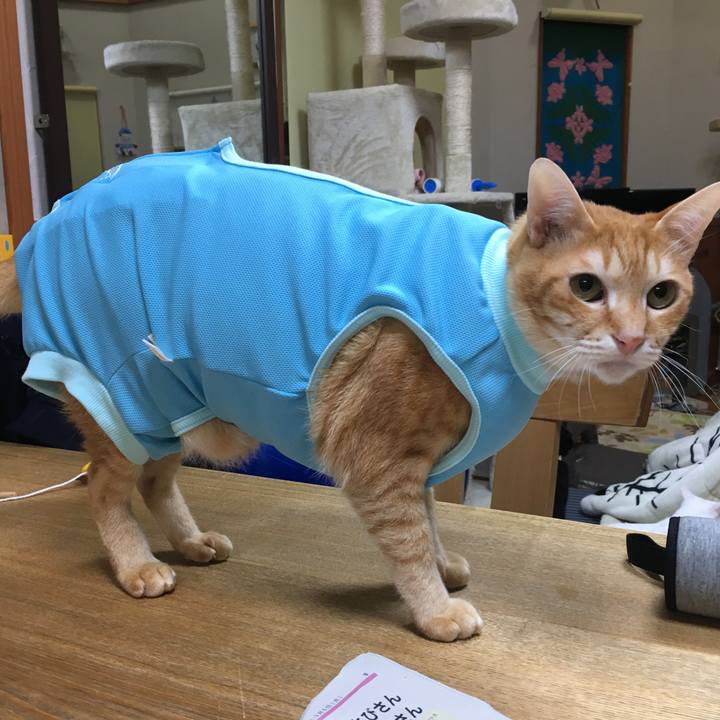 A867390a 8566 4ac1 898c a6ceeecd83f5 1520252357813