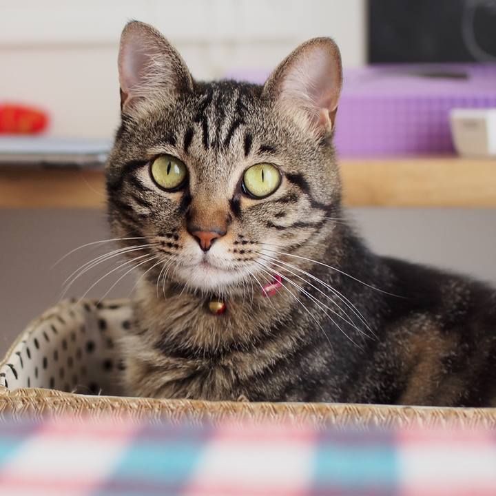 A867e379 08dc 4b06 b8e9 4e5652e7c4af 1596325869059