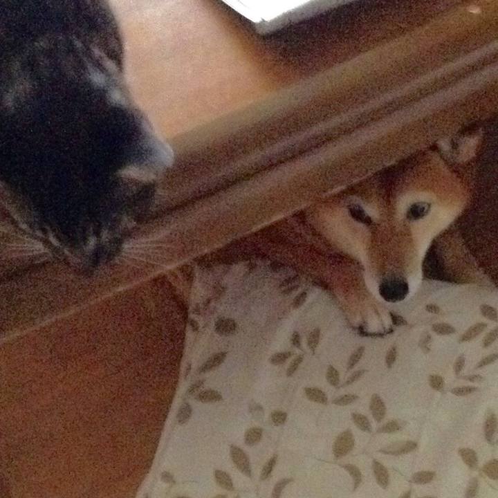 A867e9a8 62d2 4e25 89f7 fae919e5279e 1539912484731