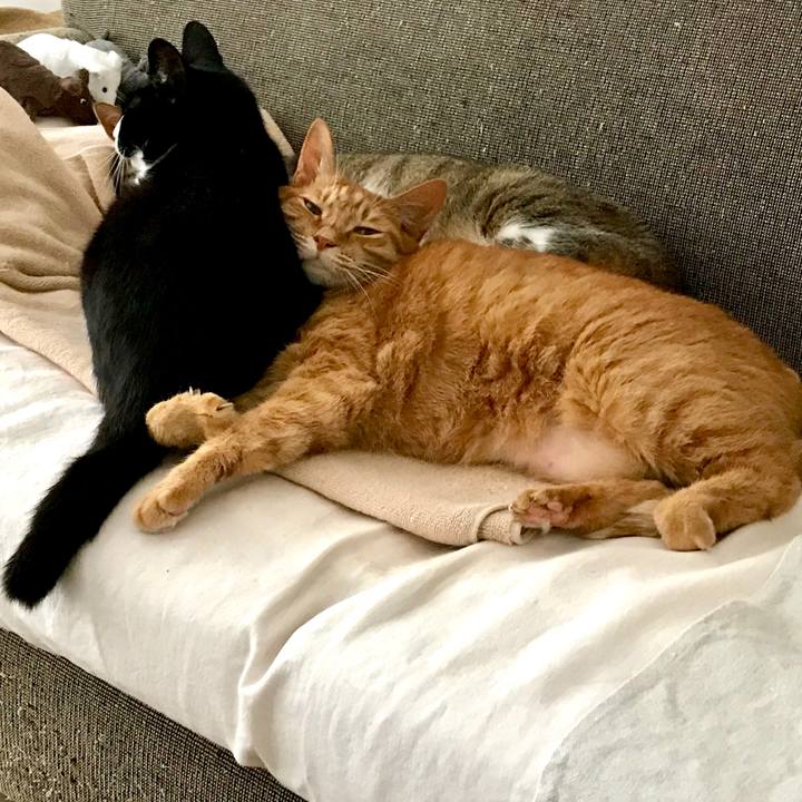 A8683d9a 1058 4017 8712 387ddc6b9008 1529742096798