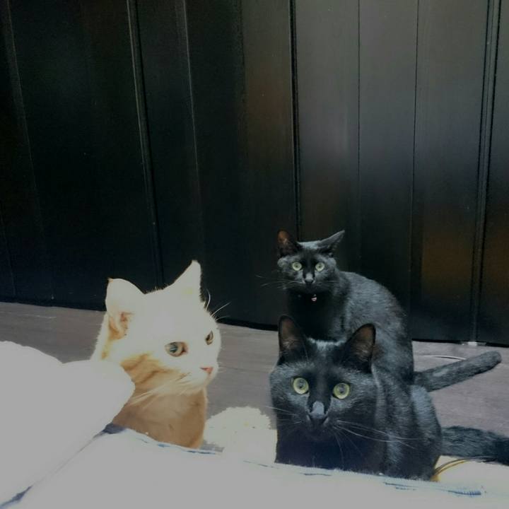 A869b332 39f1 477d be5f 48a5e45fb688 1533308786776