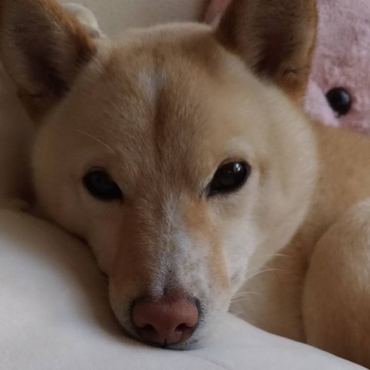 A86afa4c 7f43 4eff 8f97 c5e4c6ee2e62 1555397265119