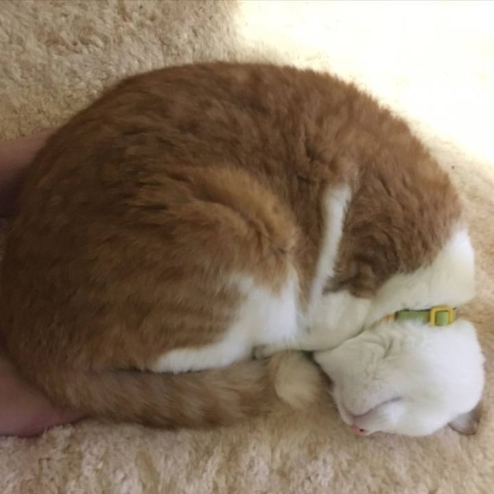 A86bc987 203d 4842 9f71 a07a9030bec8 1590147438070