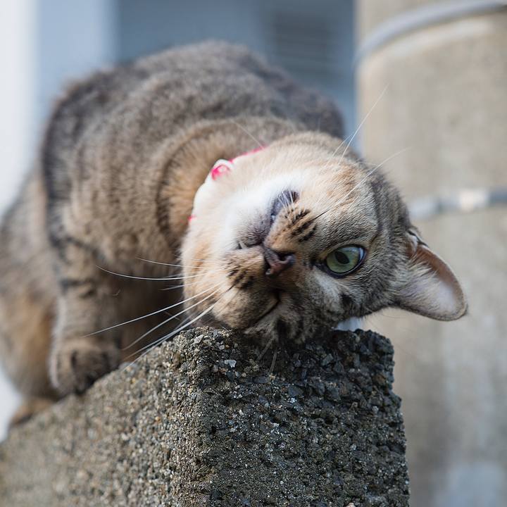 A86c1e3c 82db 4e5c 8f30 faeaff88c850 1537057571630