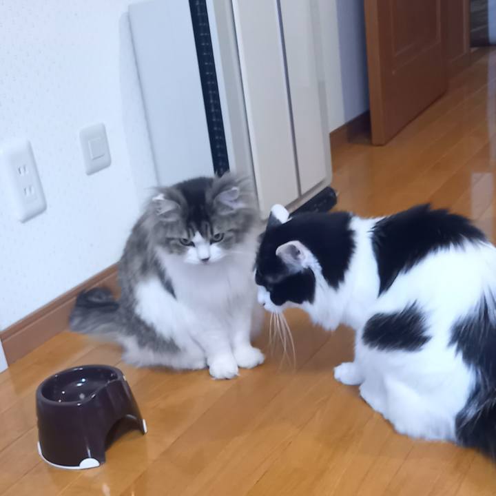 A86c37fb 18c5 4596 bc90 8fdc10f7eed5 1682208026243