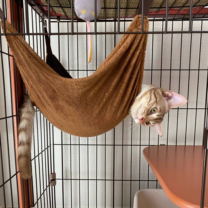 A86c6f38 0c71 4ca5 9e0c b32adc5ed7f5 1598669735776