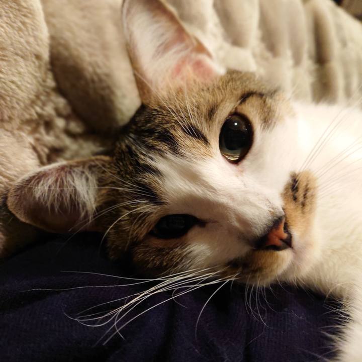 A86c8678 3bd3 49ca bb3a 212c00fedcc6 1604275108344