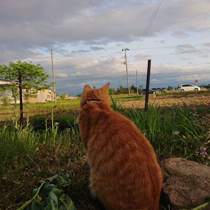 A86dc589 8873 4395 b48a 92dc58cff838 1589706154266