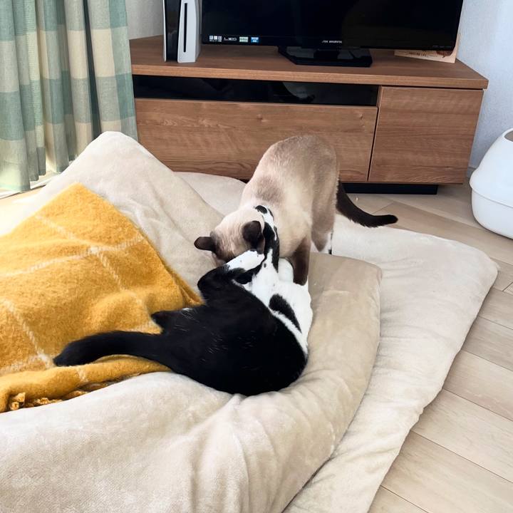 A86e216d ba7f 4005 9442 1426cf02258a 1742510362642