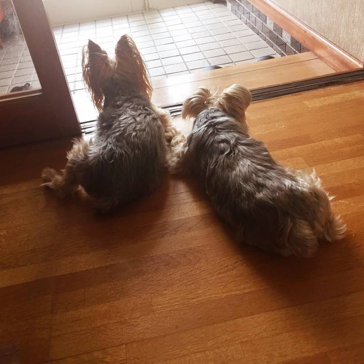 A86e5585 5eb9 49ee 88d5 e63d1cc65f60 1528358036053