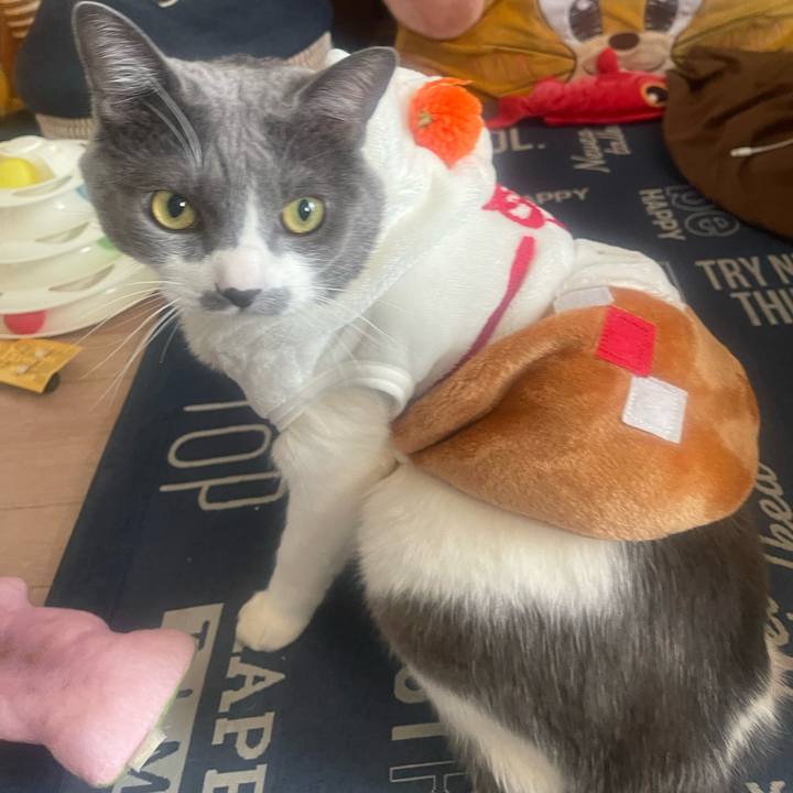 A86f0bf2 3bf9 4b8d b16d b81bf439a0bb 1735862431208