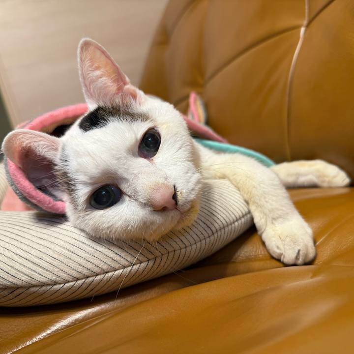 A87128bf 5dbc 4933 8ebe 472fe39e3fee 1771419686060