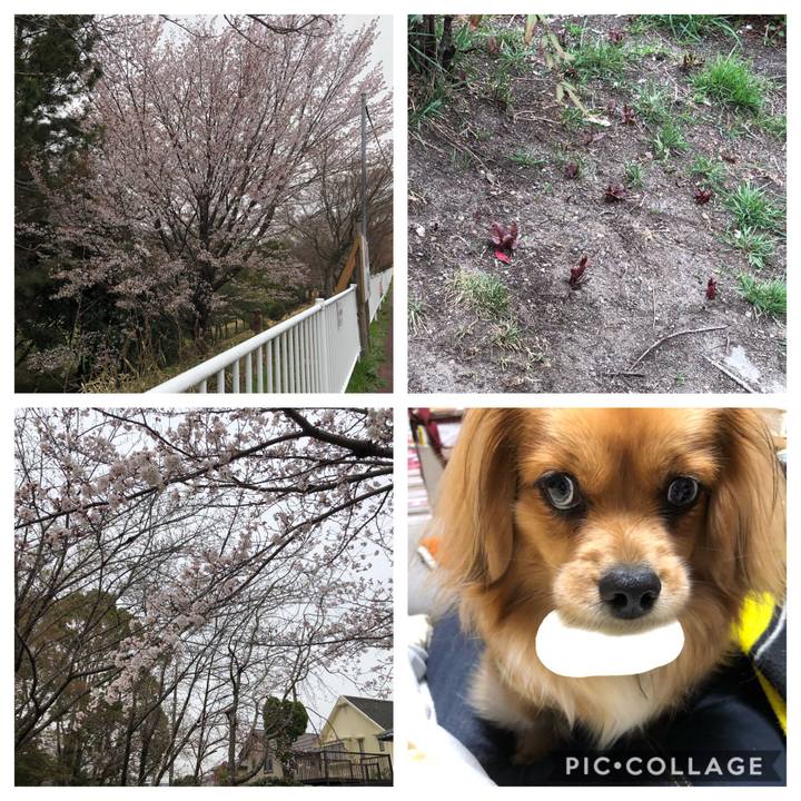 A8726f0a 6a89 4710 83f9 4259c470efc5 1553909459758