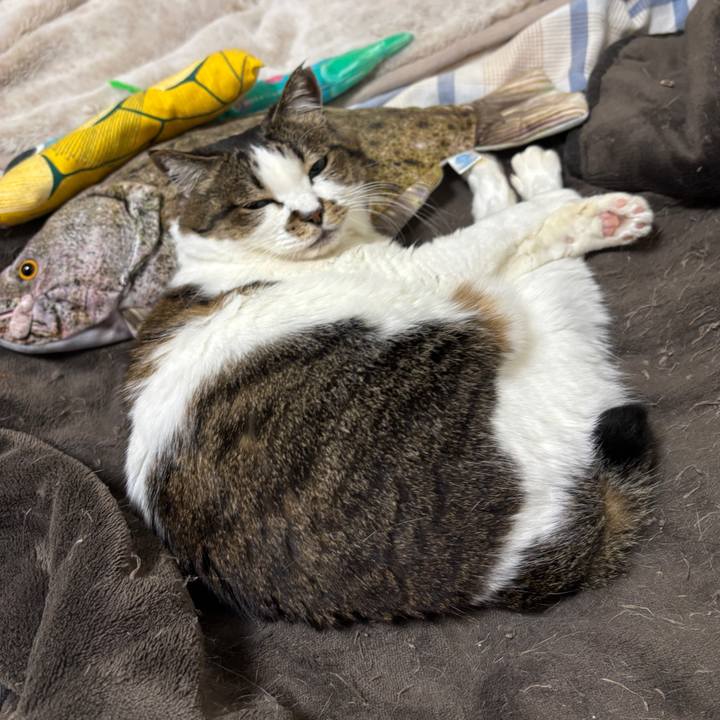 A87412cc f1a3 4dbd a7d4 15106b29940b 1766579074719