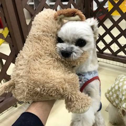 A87570a1 ad09 47f3 a9ff f1aef95ac1a2 1544527550216