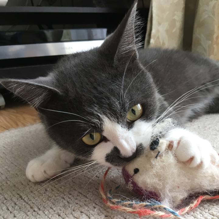 A876eb4e 3437 4f3c b983 422ac45c1b47 1520086070514