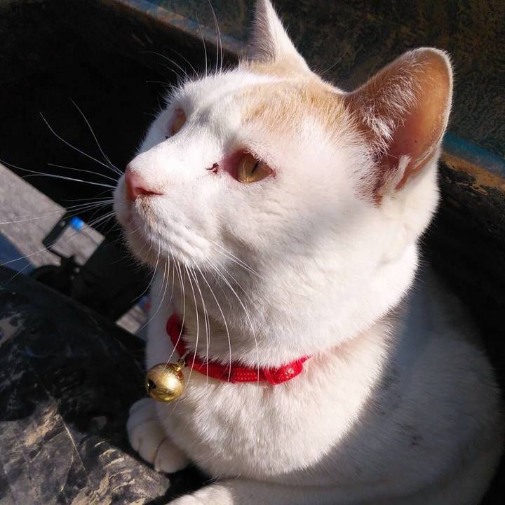 A877e088 f66b 4f66 b3fc 7e7a615cabcb 1585891465531