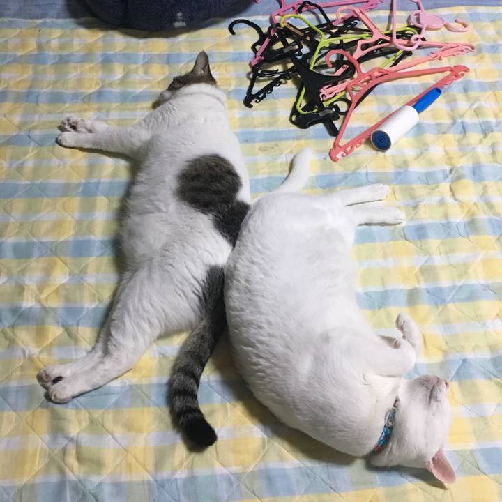 A879faae b118 402b a67c 524df6520267 1531412189420