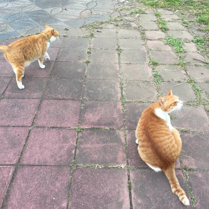 A87bfb09 dece 4592 988b 0d651bbc52e3 1510821014624