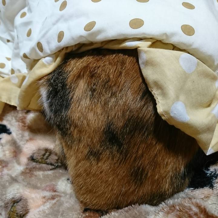 A87c24e6 8711 4916 ad67 fc9246173902 1518968243718