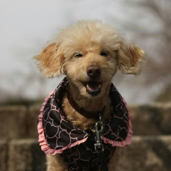 A87de4ae 0ddf 410e bcb1 088637bacd9f 1616544303932