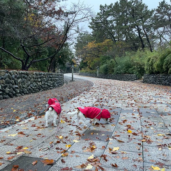 A87e2574 4c32 44d1 b12a f9a2371692bc 1669860929314