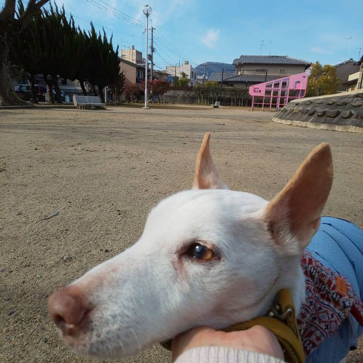 A87f5d6c e462 49f1 8d44 ed30c06863db 1548813058939