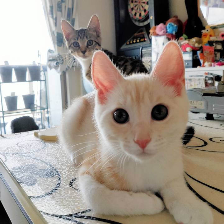 A88068e5 759c 44c0 a6f8 b9b8fe69e4b1 1627079298401