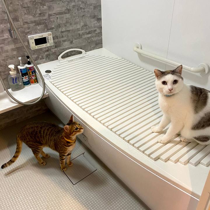 A88086dd e88d 45d5 a703 2a7ab3b42039 1602760492382