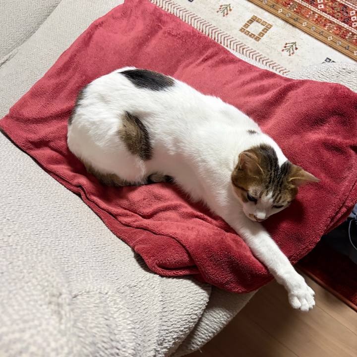 A880b6d4 43b1 460a b654 0fa5578fa96c 1764542107622