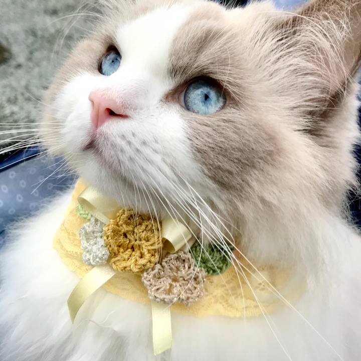 A8815a34 0850 48ce b291 d1497556c910 1603392278988