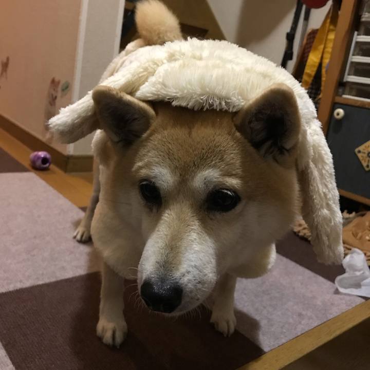 A8822268 29a2 48d7 acd4 5e20e2e3b7c8 1547728966578