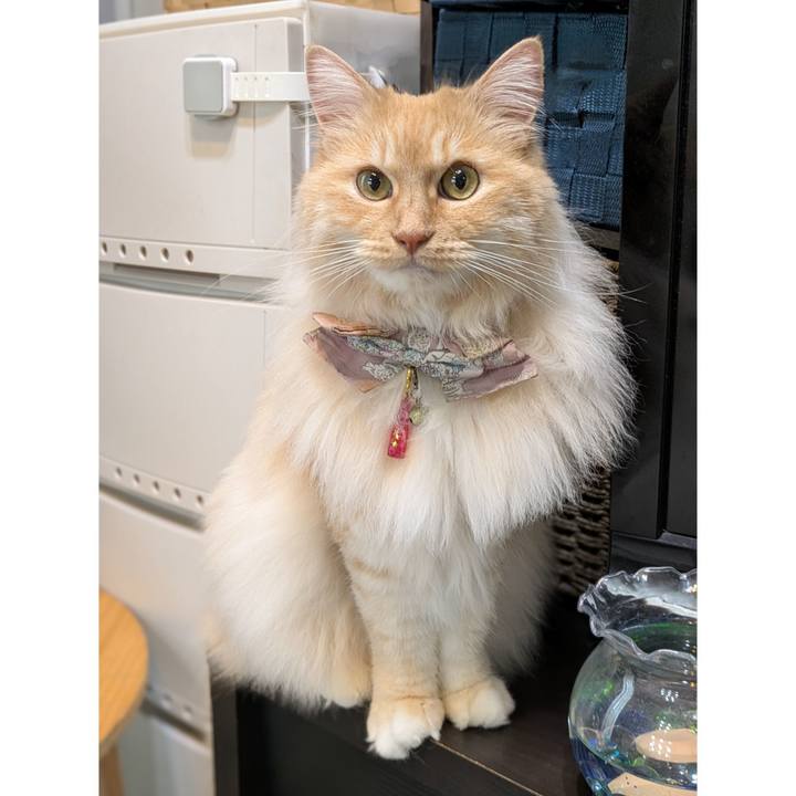 A884a9a6 9b0f 45c3 bba5 07719bb2809b 1747915933120