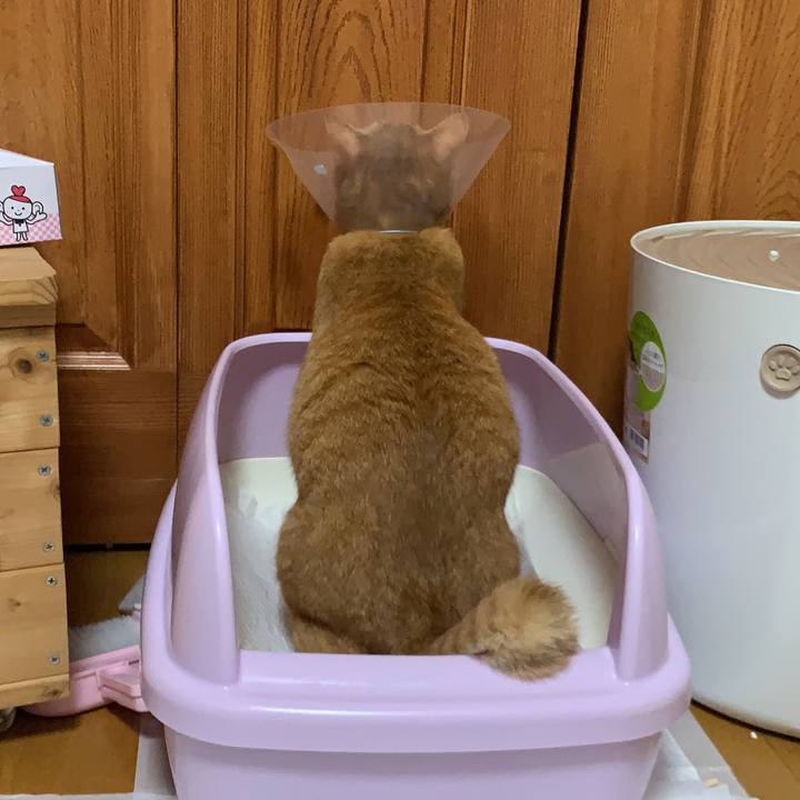 A889cd40 ed33 4521 8a18 798e1381c113 1566993998713