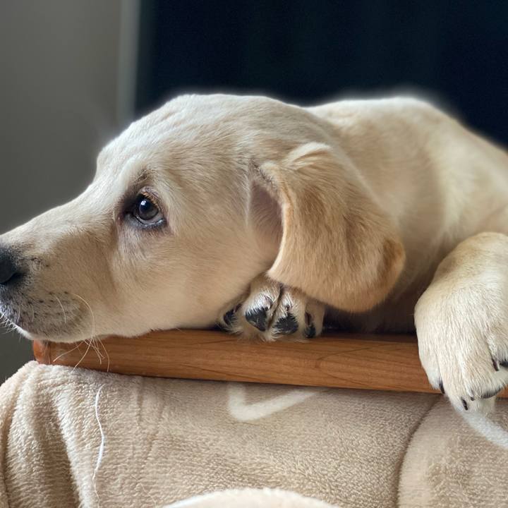 A88bb4cf f5bd 456a b42b 0faeb2e5819f 1613172456997